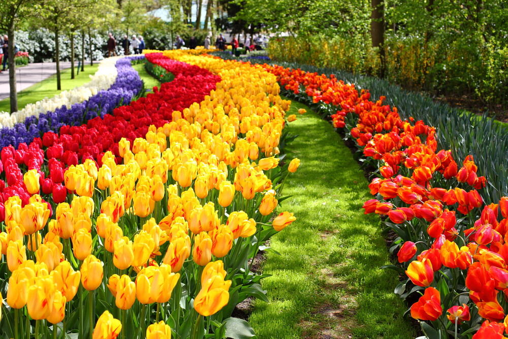 path-of-brightly-colored-tulips