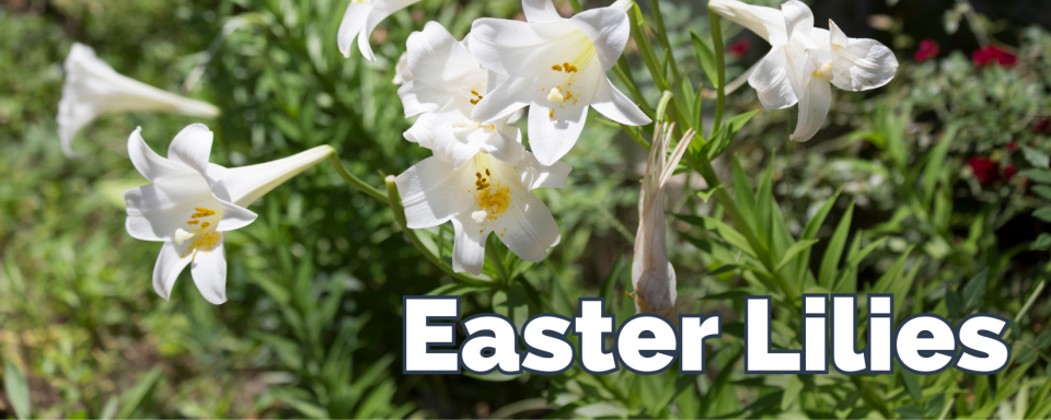 Easter Lily Orders