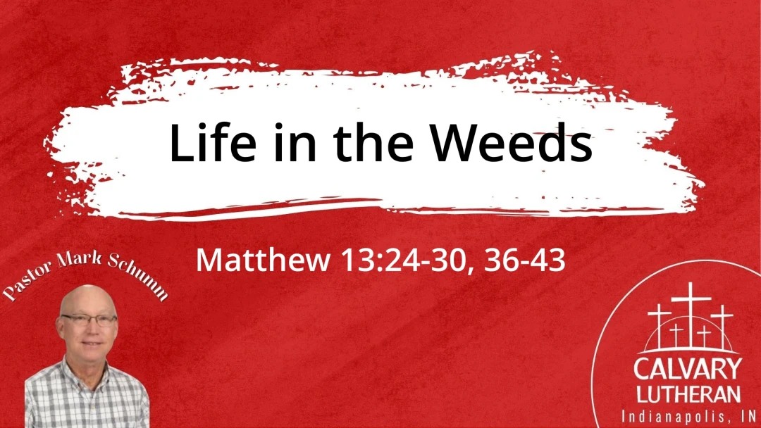 Life in the Weeds