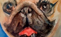 Pug