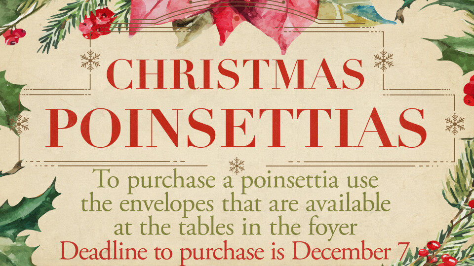 Christmas Poinsettias 2025