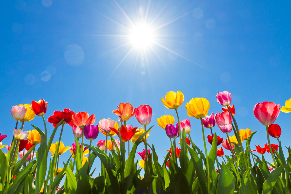 spring-tulips-blue-sky-bright-sun