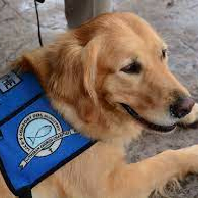 Comfort Dog Ministry Weekends