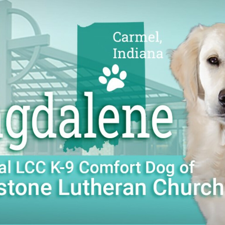 Want to Be Part of Our Comfort Dog Ministry?