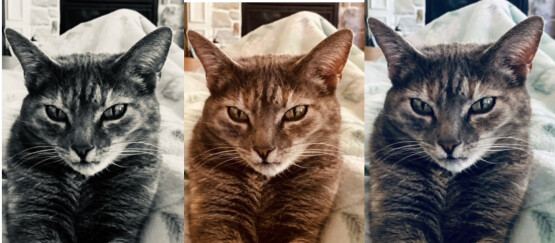 the same tabby cat with 3 different color filters