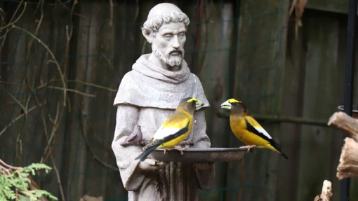 Our Little Sisters, the Birds