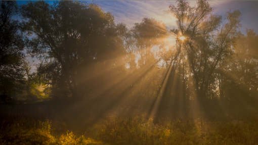 The Compassionate Christ