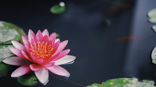 New Creation--Water Baptism