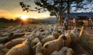 One Flock, One Shepherd