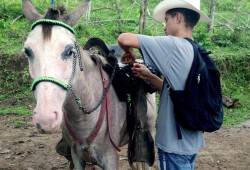 christopher-readying-the-horse