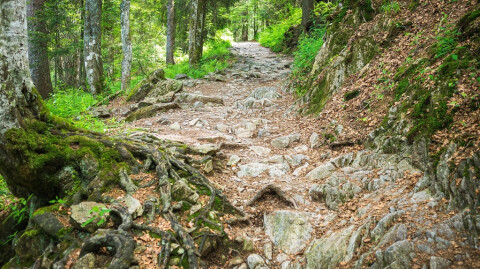 The Path Forward