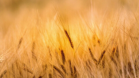 Restful Hues