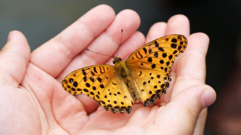 Gratitude Not Indebtedness