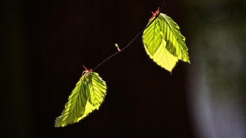 Beauty in Barrenness