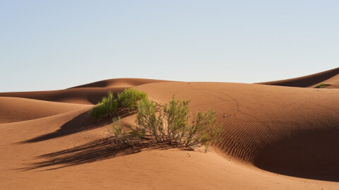 The Wilderness of Life