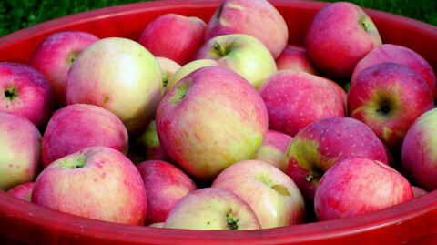 Fruitful Disciples