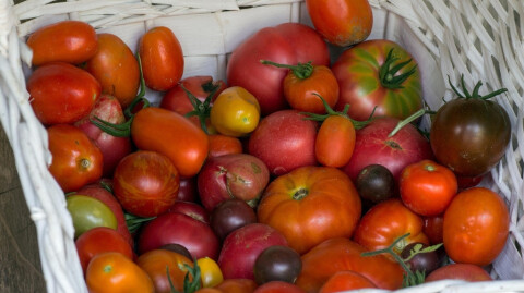 Meditations of a Gardener: Part 2