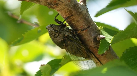The Cicadas Still Sing