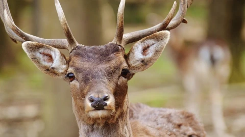 God’s Creatures