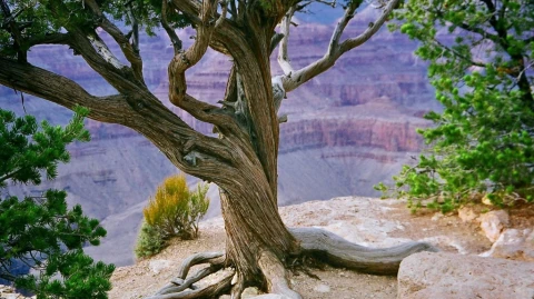 Displays of Grandeur