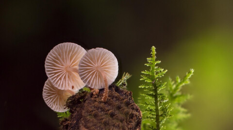 Smaller Signs of Life