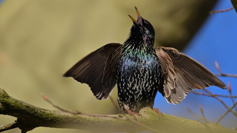 Creation Sings Praise 