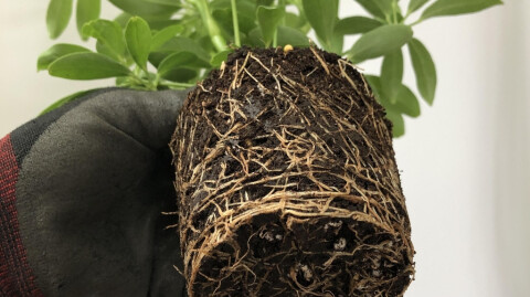 Rootbound