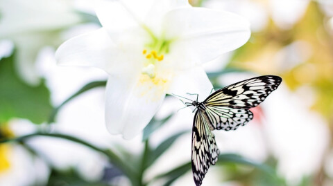 Trusting Hearts