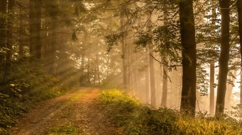 Toward Wholeness