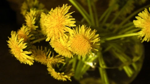 Embracing Dandelions