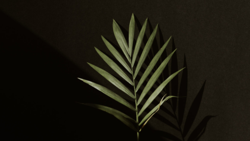 The Revolution Has Begun