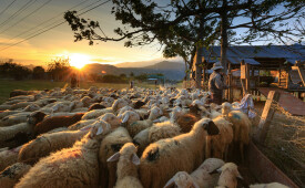 One Flock, One Shepherd