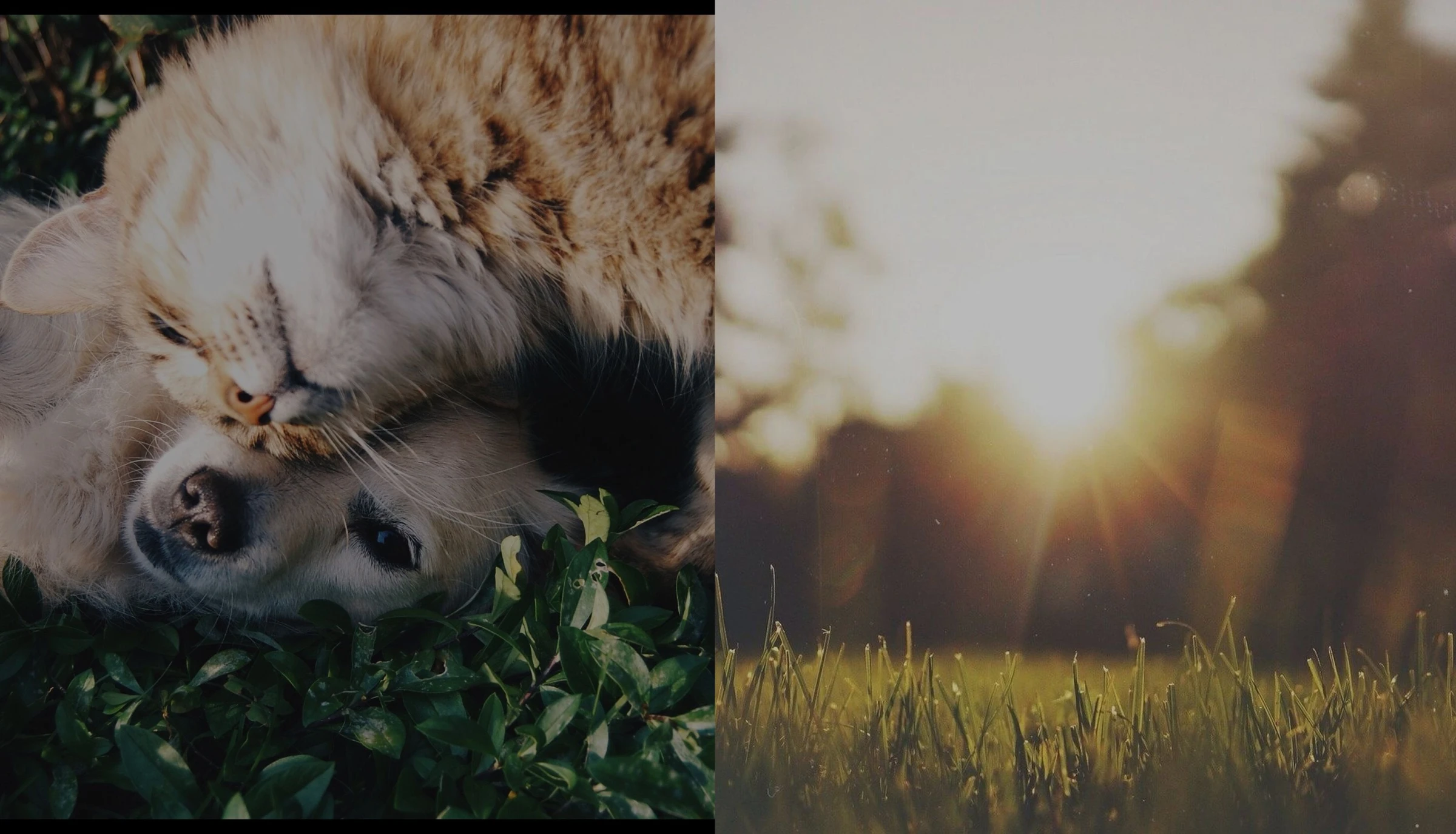 Pet blessing & Outdoor Worship
