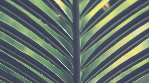 Palm Sunday Whiplash