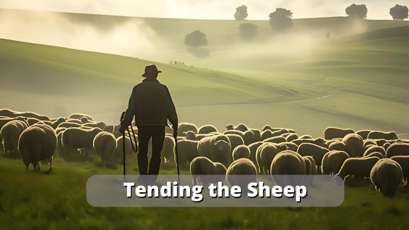 Tending the Sheep