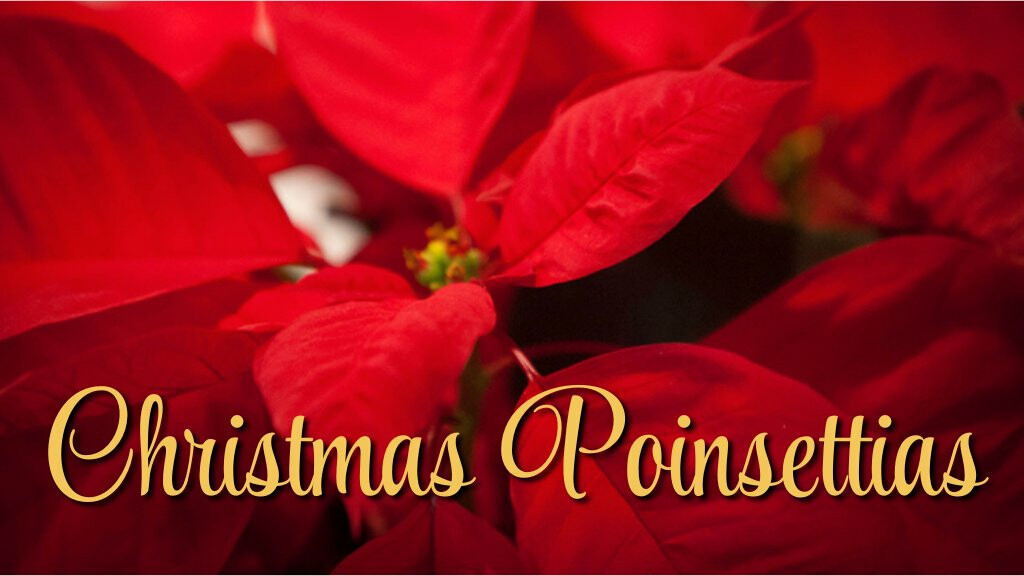 Poinsettias