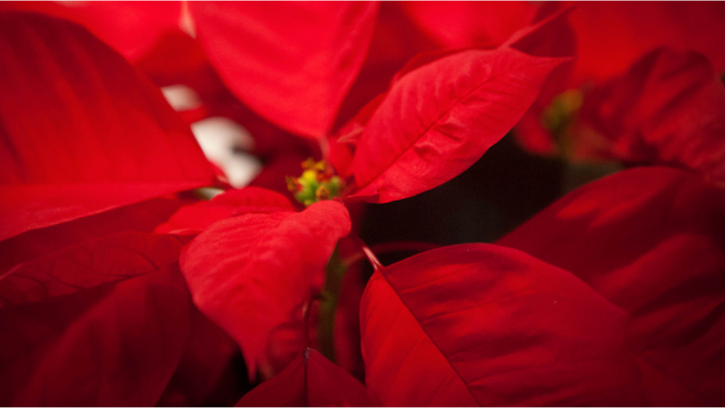 Poinsettias