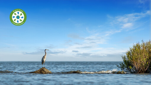 An Earthcare Reflection for Lent