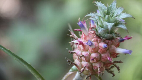 Then God Created Pineapple