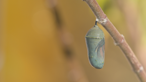 A New Person in Jesus Christ