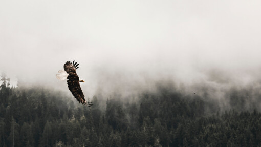 Unintended Consequences, and the Pathway Out