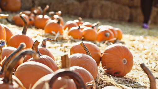 Opportunities in Season