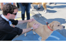 Rally and Get Out There! Woof, Woof, Meow!