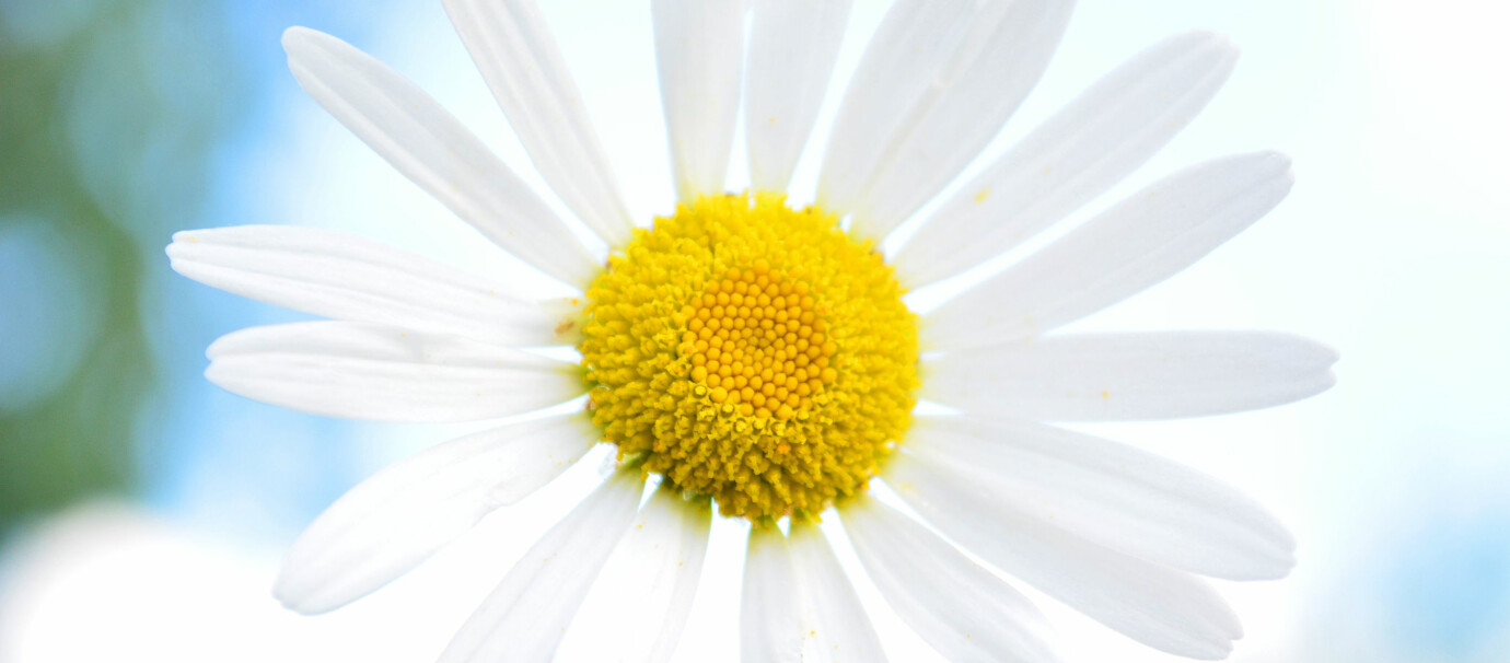 Sylva and Franklin Clinics Closed Today