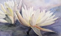 Water Lily