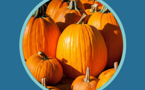 Pumpkin Patch Volunteer Ambassadors