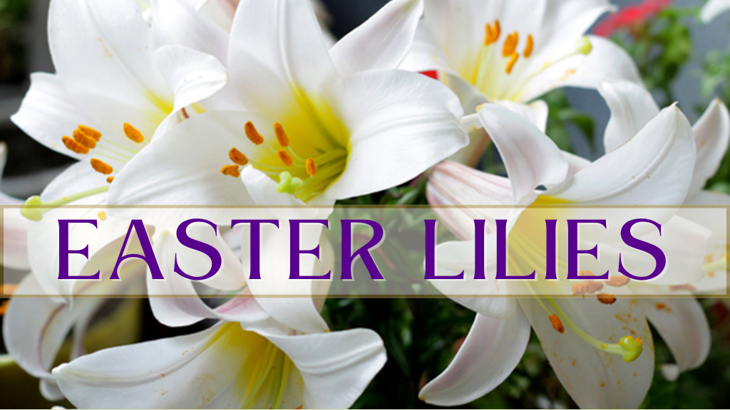 Easter Lilies