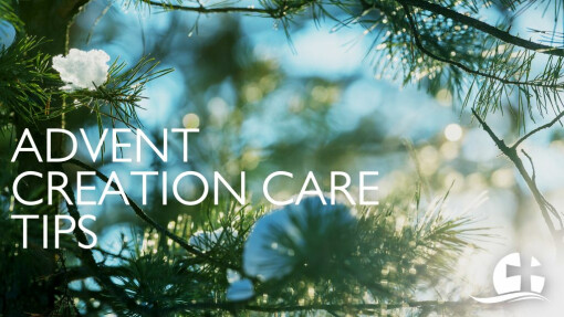 Advent Creation Care Tip #4: Responsible Festivity