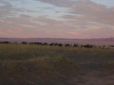 mongolia herd