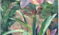 Peggy Cook Amaryllis in Sunshine